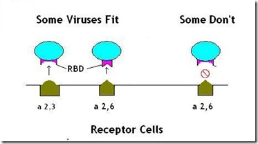 Avian Flu Diary: Mixing Vessels For Influenza
